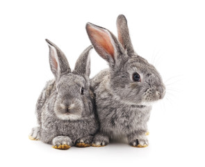 Two gray rabbits.