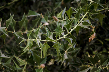 Planta sombra de toro. (Jodina rhombifolia)