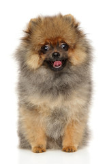 Obraz premium Spitz puppy on white background