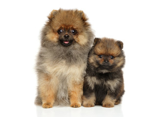 Spitz puppies on white background