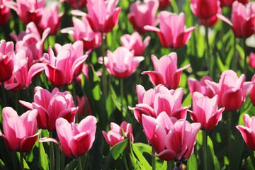Fototapeta premium Pink tulip field