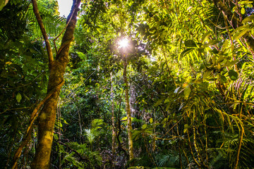 Obraz premium Josephine Falls, Queensland