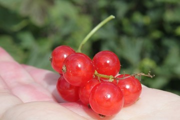 red berry diet nature