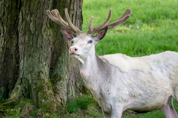 Naklejka na ściany i meble White fallow deer in nature. Rare albino fallow deer (Dama dama), endangered animal.