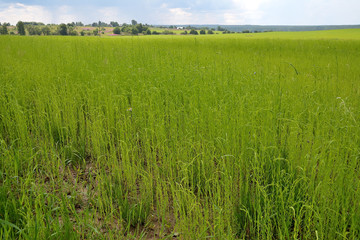 Field with flax before a thunderstorm