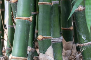 Closeup of bamboo stalk.