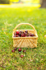 Fototapeta na wymiar Basket with red cherries on green grass