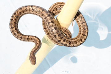 Not poisonous snake Steppes Ratsnakes (Elaphe dione) over white background swimming in pool. Beautiful skin pattern, fascinating movements and poses..Ringed Water snake Reptile