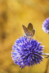 Blue globe thistle, Echinops ritro flower with Aricia cramera, Southern brown argus butterfly on natural blurred background at Rhodope Mountains, Bulgaria