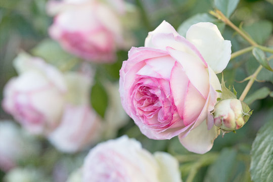 Photograph of pink Eden Roses blooming on the bush in the garden