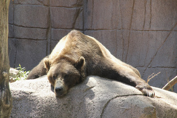 Exhausted Bear