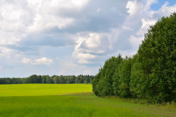 Fototapeta na wymiar Field with flax before a thunderstorm