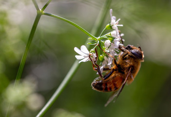 Bee