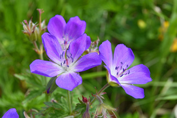 Close-up of a flowering blue/purple wild geranium (Geranium pratense) on blurred green background....