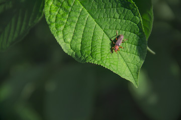 on green leaf insect beetle firefly on green background copy space
