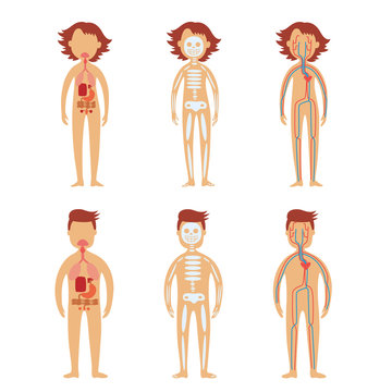 Human internal organs in male and female bodies set with schematic images of gastrointestinal tract, skeletal and cardiovascular system isolated on white background. Vector illustration.