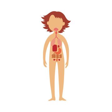 Human gastrointestinal tract - schematic image of location of digestive system. Scheme of internal organs in female body for healthcare concept. Isolated flat anatomical vector illustration.