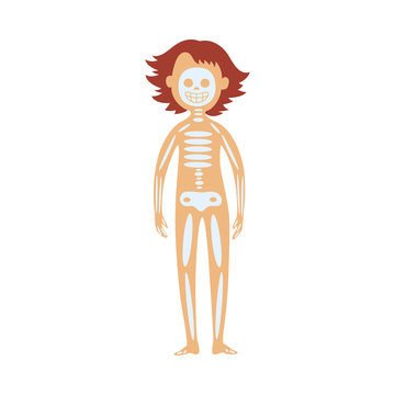 Human skeleton in female body - schematic image of location of of skull, spine and bones. Diagram of internal organs for healthcare and anatomy educational concept, isolated flat vector illustration.