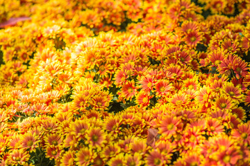 Yellow flower background