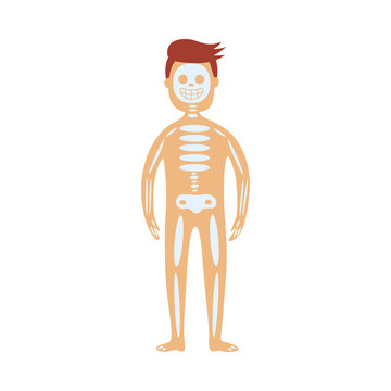 Human skeletal system in male body - schematic depiction of location of skull, spine and bones. Flat isolated diagram of internal organs for health care concept. Anatomical vector illustration.