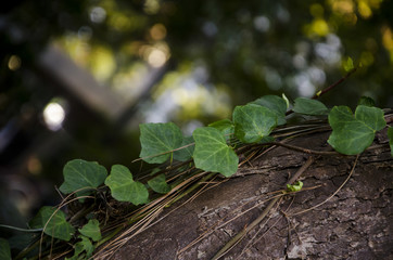 Enredadera Hiedra (Hedera Helix) en el tronco del árbol.