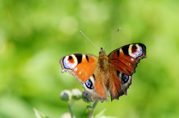 Fototapeta na wymiar Butterfly drinks nectar from a flower.