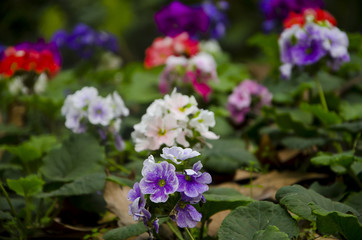 
Jardín con muchas plantas Geranio. (Geranio) 