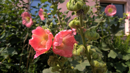 bushes mallow on a bright sunny day Minsk, Belarus