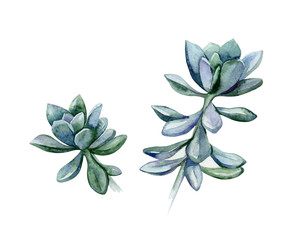 Watercolor succulents, green bouquet, echeveria  illustration, botanical painting of dudleya and zwartkop. Sempervivum art.  Elements for design of invitations, movie posters, fabrics.