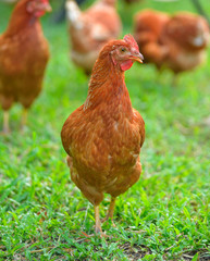 Red Hen in the farm