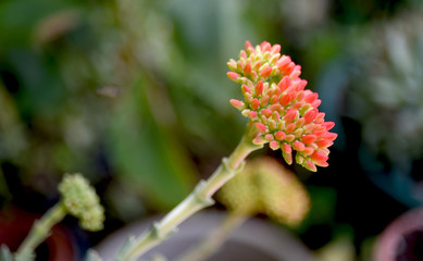 crassula falcata, succulent plant