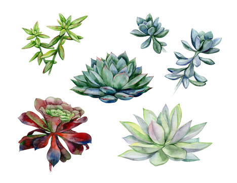Watercolor succulents, green bouquet, echeveria  illustration, botanical painting of dudleya and zwartkop. Sempervivum art.  Elements for design of invitations, movie posters, fabrics.