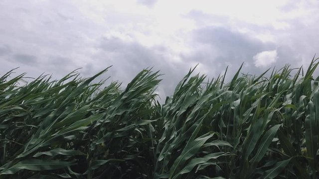 Stormy wind is blowing in corn field, dark ominous clouds in background