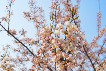 桜　春　素材