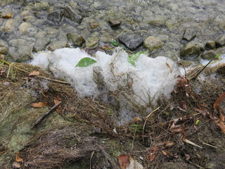 Schaum am Lechufer in Lechbruck am See
