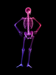 X RAY SKELETON 3D RENDER