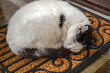 a cat sleeping on the rug in front door