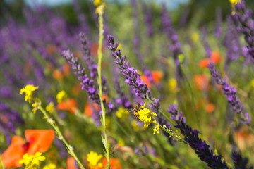 Bee on yellow flower. Blurred background of lavender and poppies.