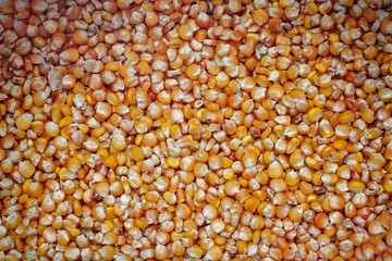 Dried corn beans background texture