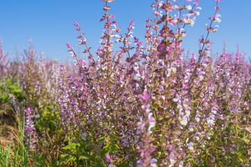 Pink wildflowers on blue sky background