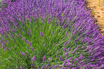 Lavender inflorescence as a fan