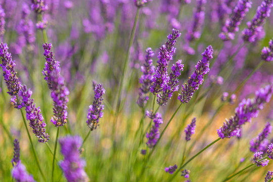 Lavender inflorescence. Background © Marina