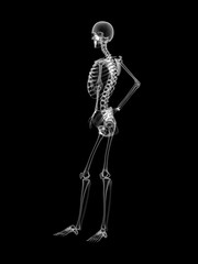 X RAY SKELETON 3D RENDER