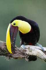 Chestnut-mandibled Toucan Costa Rica