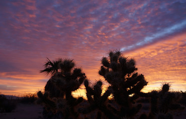 Cactus  silhouette