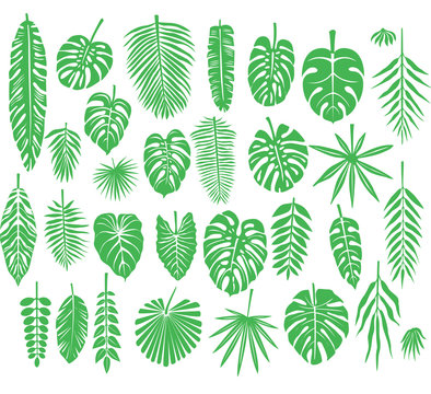 Set of silhouettes Tropical Leaves