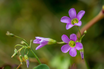 The purple blossom