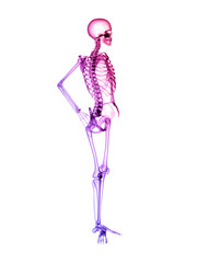 X RAY SKELETON 3D RENDER