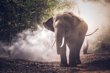 Fototapeta na wymiar Elephant in the jungle of Asia, Thailand