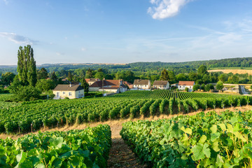 Row vine grape in champagne vineyards at montagne de reims countryside village background, France